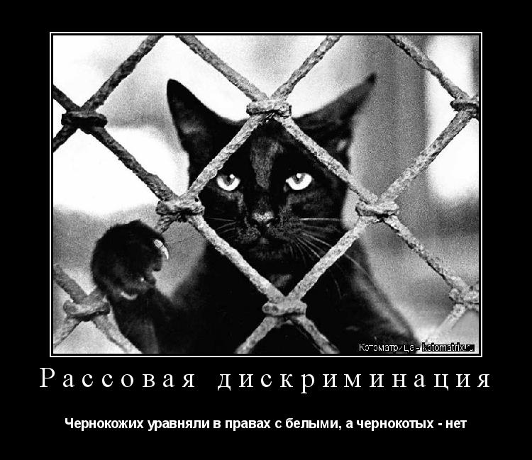 Котоматрица: Рассовая дискриминация Чернокожих уравняли в правах с белыми, а чернокотых - нет