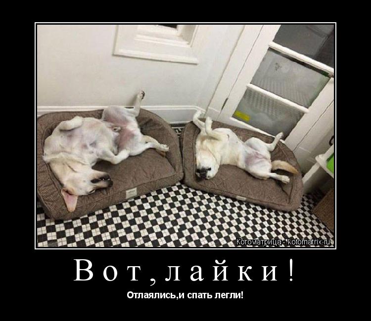 Вот,лайки! Отлаялись,и спать легли!... Котоматрица: Вот,лайки! Отлаялись,и спать легли!
