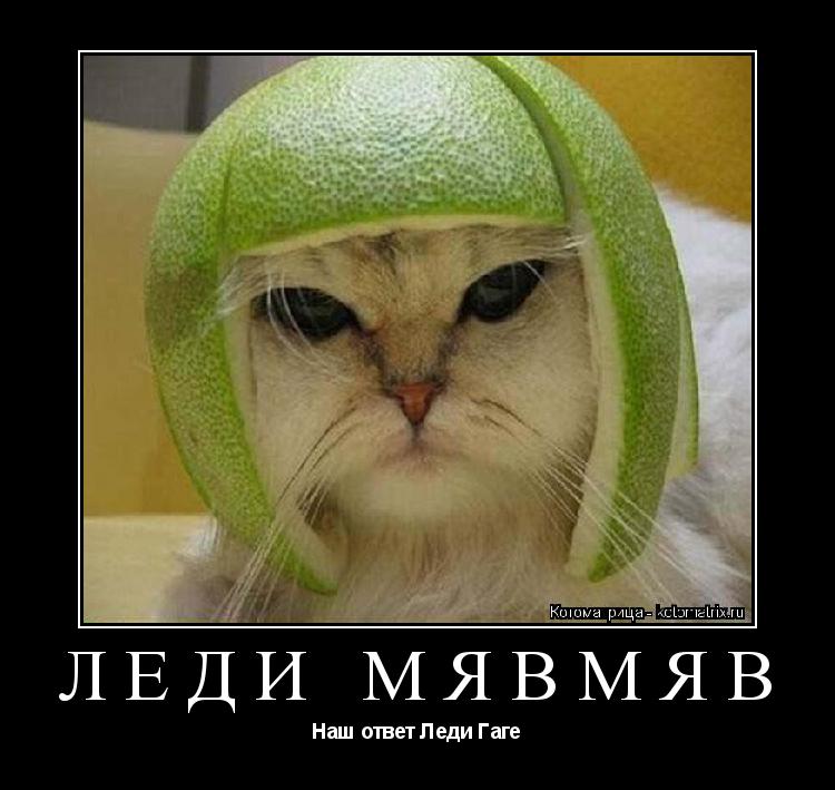 ЛЕДИ МЯВМЯВ Наш ответ Леди Гаге... Котоматрица: ЛЕДИ МЯВМЯВ Наш ответ Леди Гаге