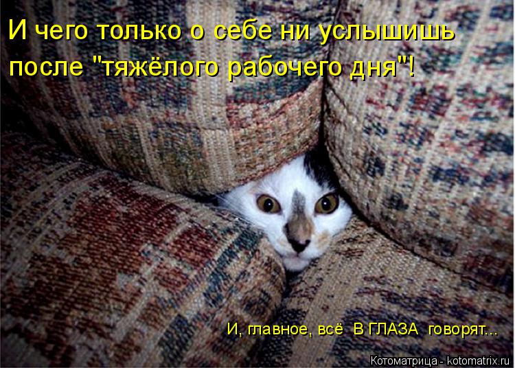 Котоматрица: И чего только о себе ни услышишь после "тяжёлого рабочего дня"! И, главное, всё  В ГЛАЗА  говорят...