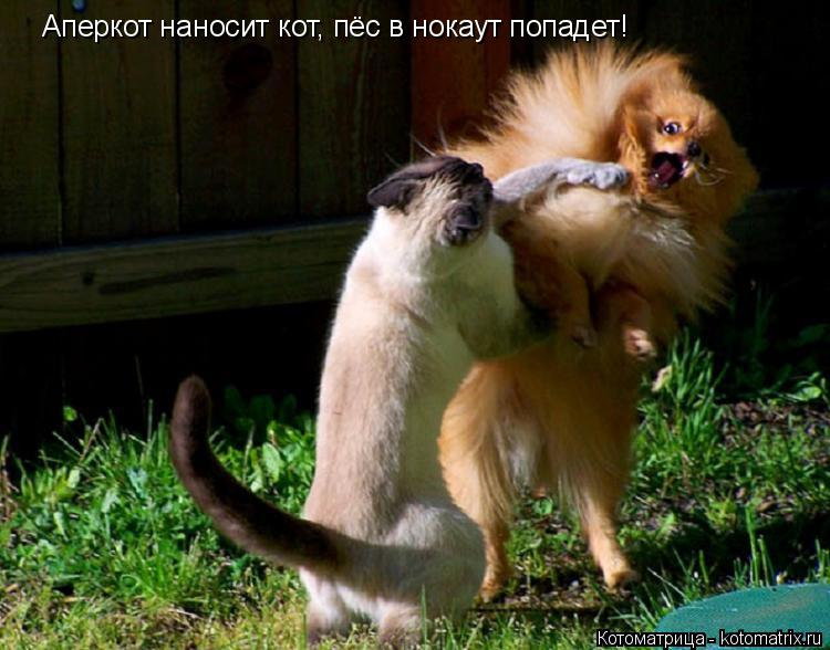 Аперкот наносит кот, пёс в нокаут попадет!... Котоматрица: Аперкот наносит кот, пёс в нокаут попадет!
