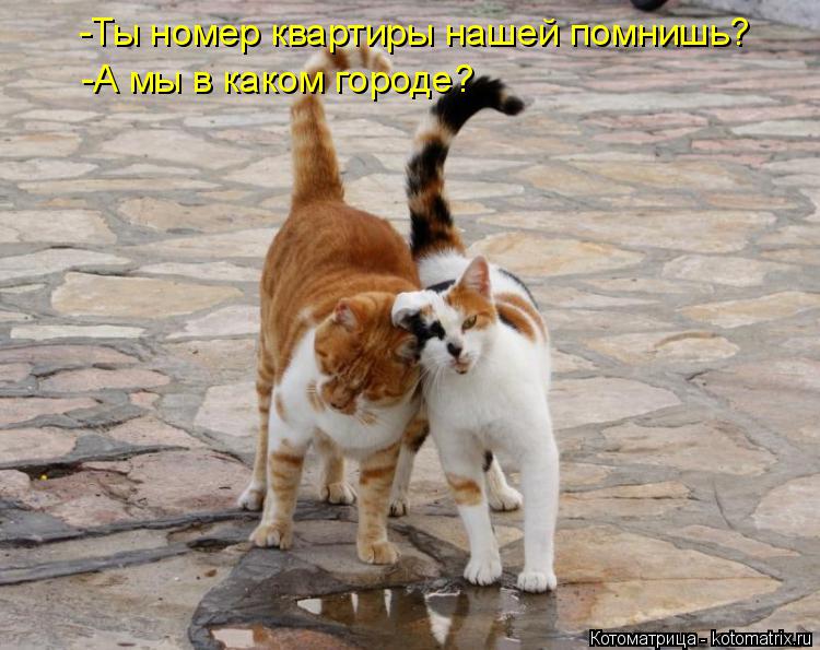 -Ты номер квартиры нашей помнишь? -А мы в каком городе?... Котоматрица: -Ты номер квартиры нашей помнишь? -А мы в каком городе?