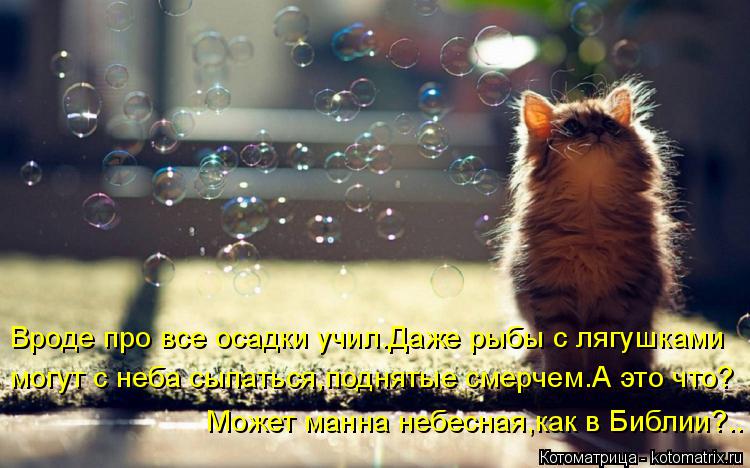 Вроде про все осадки учил.Даже рыбы с лягушками могут с неба сыпаться,поднятые смерчем.А это что? Мож... Котоматрица: Вроде про все осадки учил.Даже рыбы с лягушками могут с неба сыпаться,поднятые смерчем.А это что? Может манна небесная,как в Библии?..