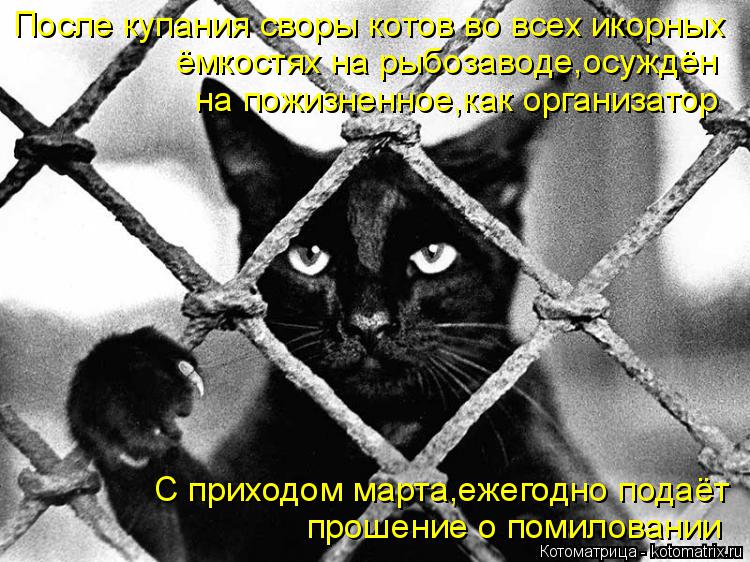 После купания своры котов во всех икорных ёмкостях на рыбозаводе,осуждён на пожизненное,как организа... Котоматрица: После купания своры котов во всех икорных ёмкостях на рыбозаводе,осуждён на пожизненное,как организатор С приходом марта,ежегодно подаёт