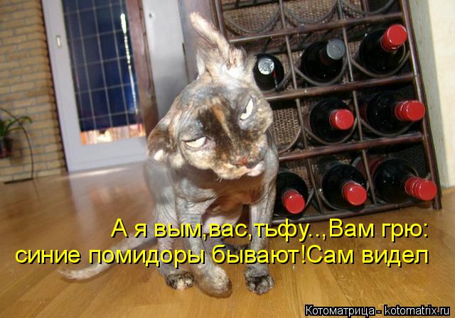 синие помидоры бывают!Сам видел А я вым,вас,тьфу..,Вам грю:... Котоматрица: синие помидоры бывают!Сам видел А я вым,вас,тьфу..,Вам грю: