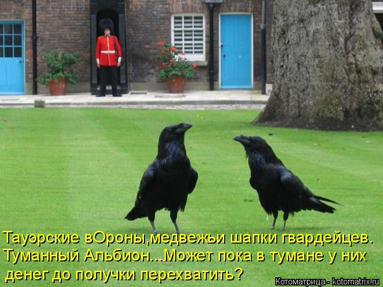 Туманный Альбион...Может пока в тумане у них Тауэрские вОроны,медвежьи шапки гвардейцев. денег до пол... Котоматрица: Туманный Альбион...Может пока в тумане у них Тауэрские вОроны,медвежьи шапки гвардейцев. денег до получки перехватить?