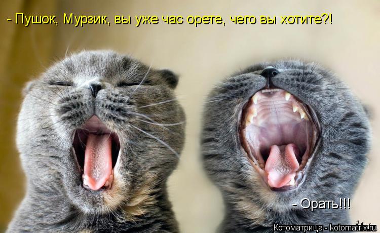- Пушок, Мурзик, вы уже час орете, чего вы хотите?! - Орать!!!... Котоматрица: - Пушок, Мурзик, вы уже час орете, чего вы хотите?! - Орать!!!