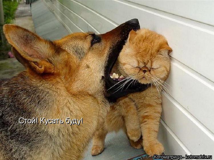 Котоматрица: Стой! Кусать буду!