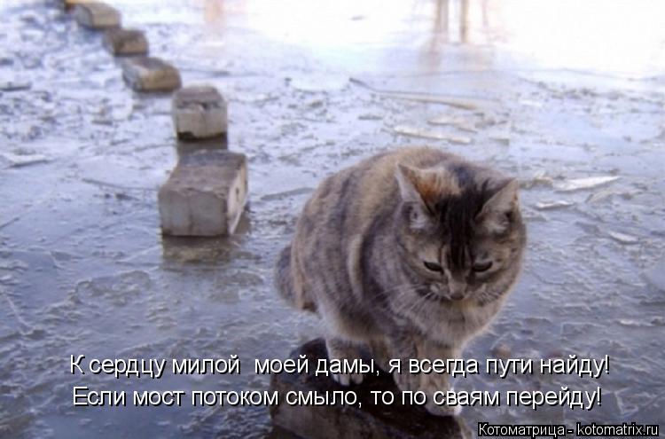 Если мост потоком смыло, то по сваям перейду! К сердцу милой моей дамы, я всегда пути найду!... Котоматрица: Если мост потоком смыло, то по сваям перейду! К сердцу милой моей дамы, я всегда пути найду!