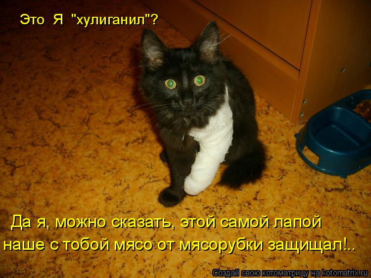 Это Я "хулиганил"? Да я, можно сказать, этой самой лапой наше с тобой мясо от мясорубки защищал!..... Котоматрица: Это Я "хулиганил"? Да я, можно сказать, этой самой лапой наше с тобой мясо от мясорубки защищал!..