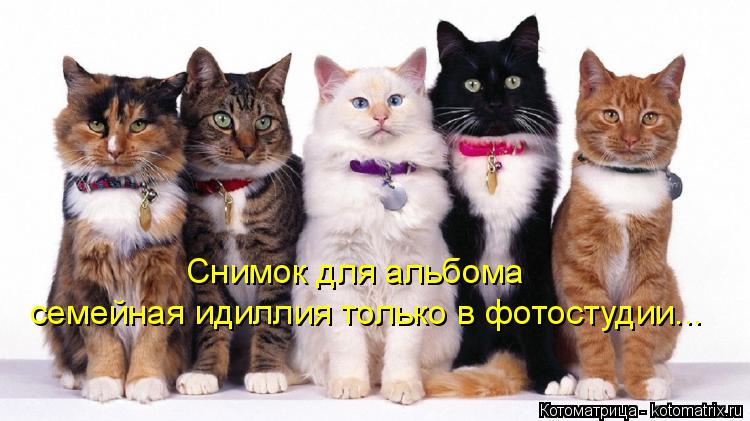 Снимок для альбома семейная идиллия только в фотостудии...... Котоматрица: Снимок для альбома семейная идиллия только в фотостудии...