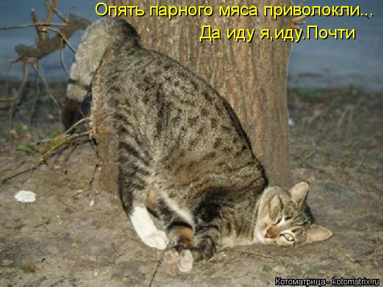 Опять парного мяса приволокли... Да иду я,иду.Почти... Котоматрица: Опять парного мяса приволокли... Да иду я,иду.Почти