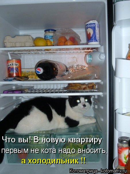 Что вы! В новую квартиру а холодильник !! первым не кота надо вносить,... Котоматрица: Что вы! В новую квартиру а холодильник !! первым не кота надо вносить,