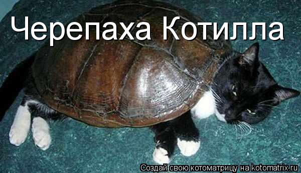 Черепаха Котилла... Котоматрица: Черепаха Котилла