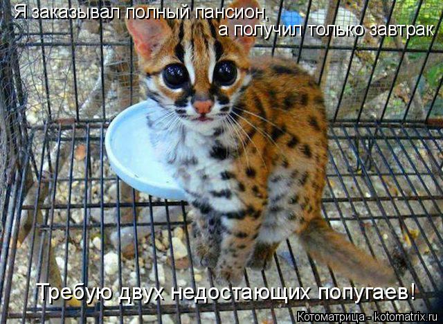 Котоматрица: Я заказывал полный пансион, а получил только завтрак Требую двух недостающих попугаев!