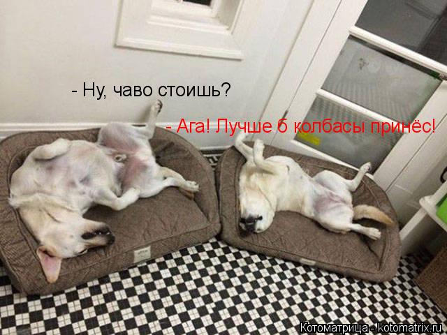 Котоматрица: - Ну, чаво стоишь? - Ага! Лучше б колбасы принёс!