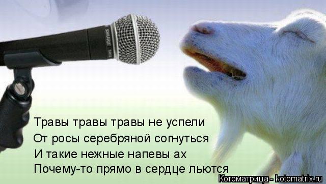 Травы травы травы не успели От росы серебряной согнуться И такие нежные напевы ах Почему-то прямо в с... Котоматрица: Травы травы травы не успели От росы серебряной согнуться И такие нежные напевы ах Почему-то прямо в сердце льются