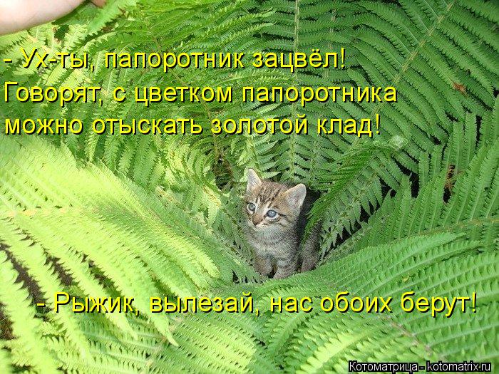 Котоматрица: - Ух-ты, папоротник зацвёл! Говорят, с цветком папоротника можно отыскать золотой клад! - Рыжик, вылезай, нас обоих берут!