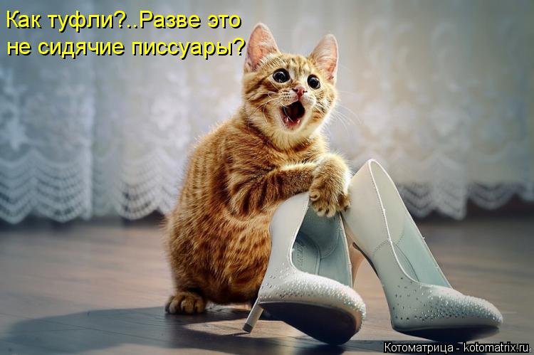 Как туфли?..Разве это не сидячие писсуары?... Котоматрица: Как туфли?..Разве это не сидячие писсуары?