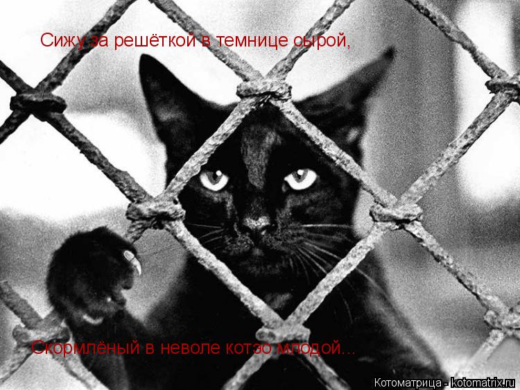 Котоматрица: Сижу за решёткой в темнице сырой, Скормлёный в неволе котэо млодой...