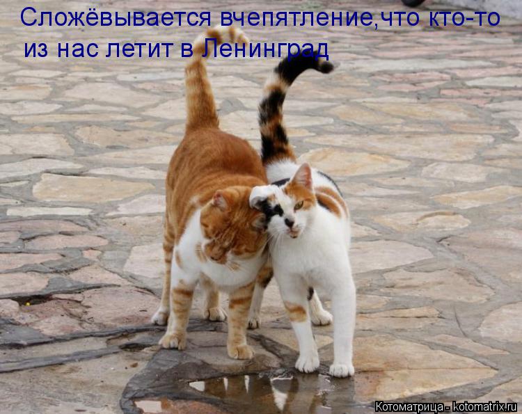 Сложёвывается вчепятление,что кто-то из нас летит в Ленинград... Котоматрица: Сложёвывается вчепятление,что кто-то из нас летит в Ленинград