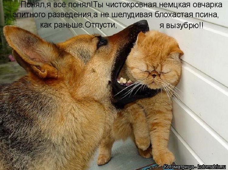 Котоматрица: Понял,я всё понял!Ты чистокровная немцкая овчарка элитного разведения,а не шелудивая блохастая псина, как раньше.Отпусти, я вызубрю!!