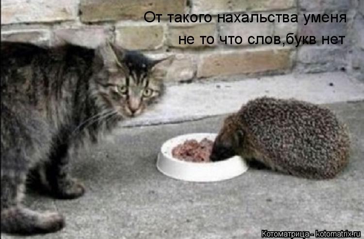 От такого нахальства уменя не то что слов,букв нет... Котоматрица: От такого нахальства уменя не то что слов,букв нет