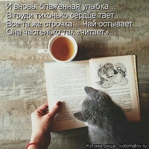 Котоматрица: И вновь: блаженная улыбка… В груди тихонько сердце тает… Все та же строчка… Чай остывает… Она частенько так «читает»…