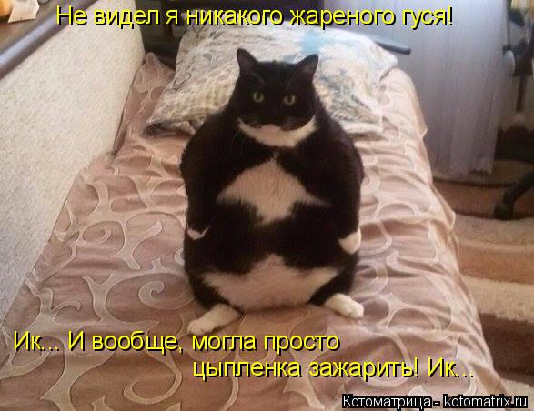 Котоматрица: Не видел я никакого жареного гуся!  Ик... И вообще, могла просто  цыпленка зажарить! Ик...