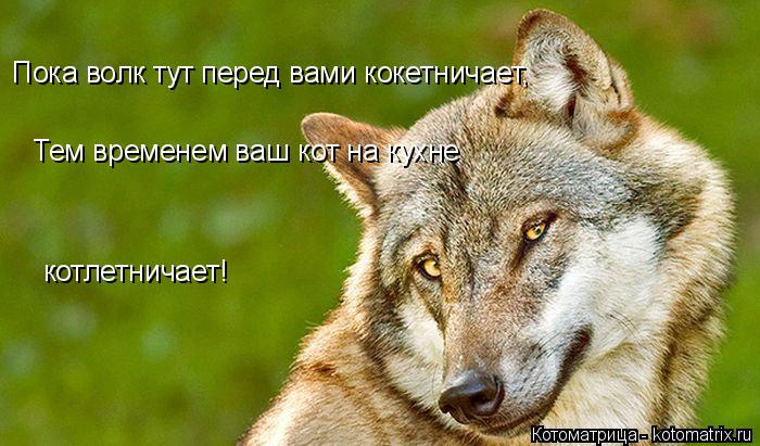 Пока волк тут перед вами кокетничает, Тем временем ваш кот на кухне котлетничает!... Котоматрица: Пока волк тут перед вами кокетничает, Тем временем ваш кот на кухне котлетничает!