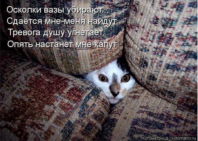 Осколки вазы убирают.., Сдаётся мне-меня найдут Тревога душу угнетает, Опять настанет мне капут... Котоматрица: Осколки вазы убирают.., Сдаётся мне-меня найдут Тревога душу угнетает, Опять настанет мне капут