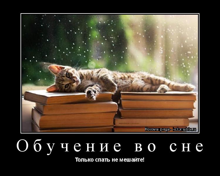 Обучение во сне Только спать не мешайте!... Котоматрица: Обучение во сне Только спать не мешайте!
