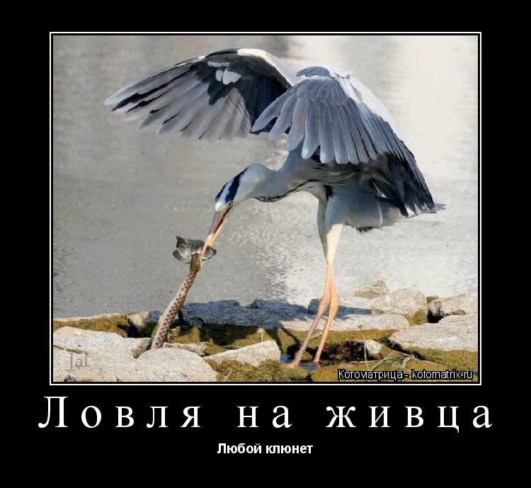 Ловля на живца Любой клюнет... Котоматрица: Ловля на живца Любой клюнет
