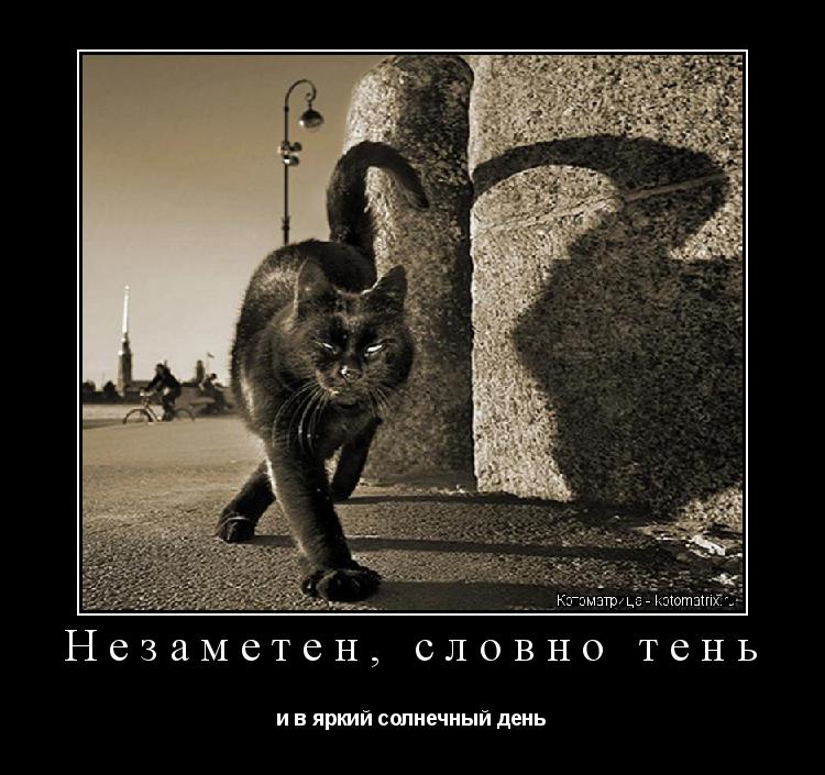 Котоматрица: Незаметен, словно тень и в яркий солнечный день