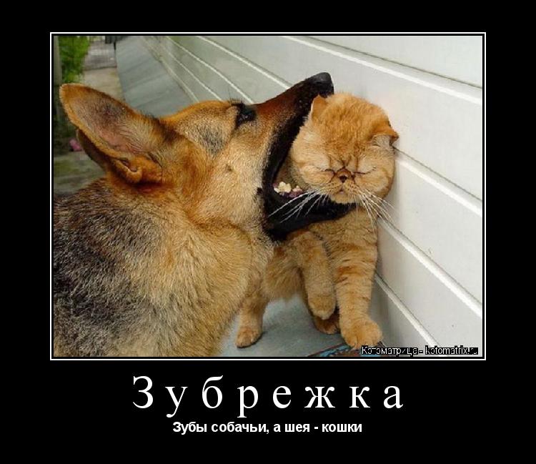 Котоматрица: Зубрежка Зубы собачьи, а шея - кошки