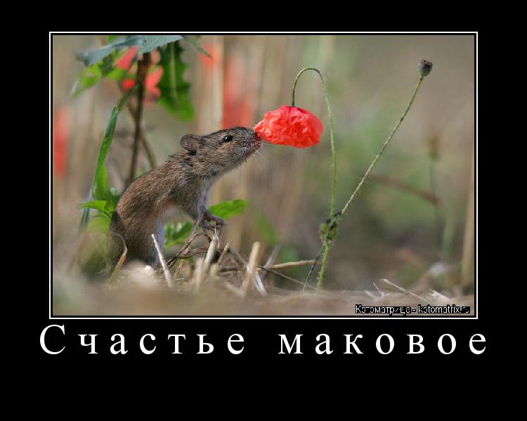 Счастье маковое ... Котоматрица: Счастье маковое