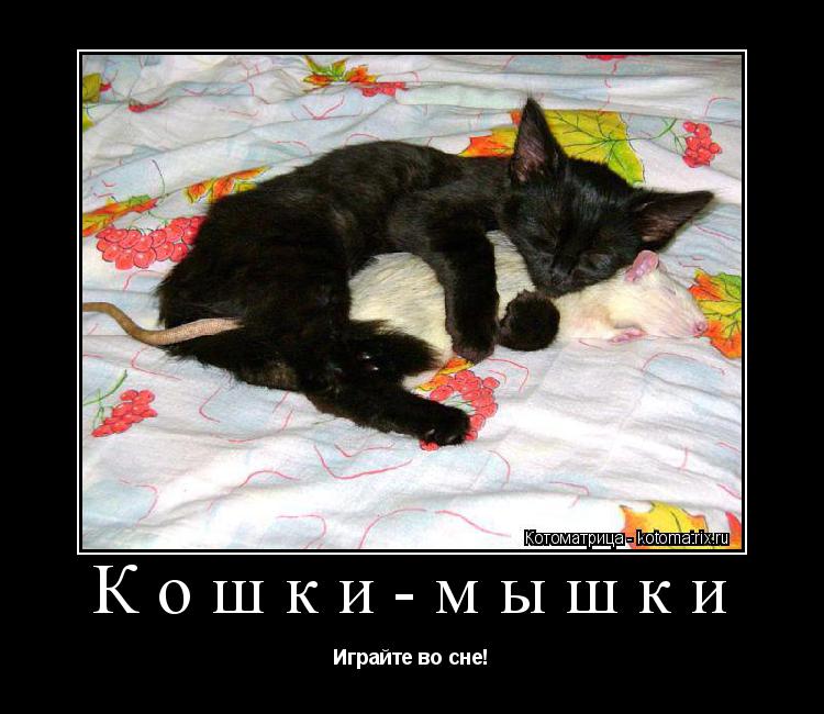 Кошки-мышки Играйте во сне!... Котоматрица: Кошки-мышки Играйте во сне!