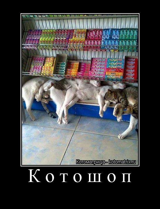 Котошоп ... Котоматрица: Котошоп