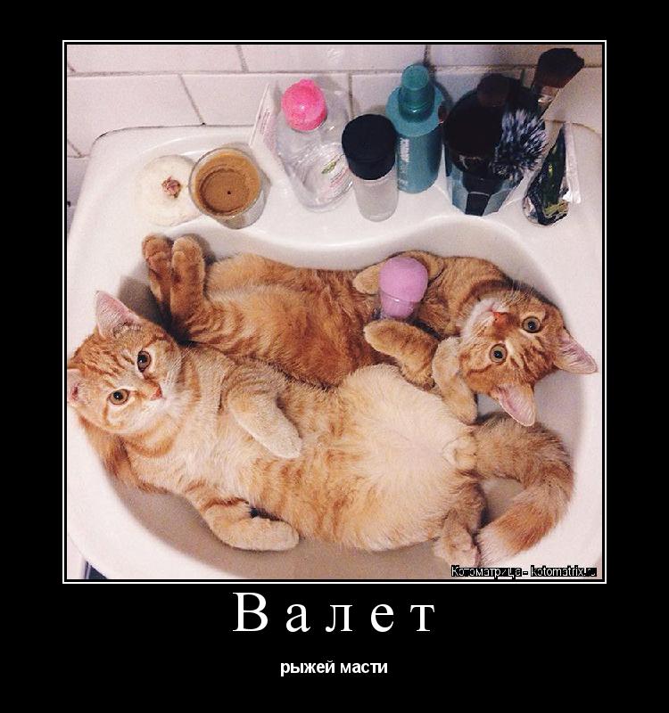Валет рыжей масти... Котоматрица: Валет рыжей масти
