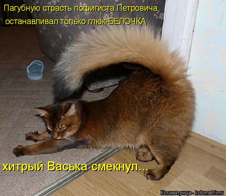 Пагубную страсть пофигиста Петровича останавливал только глюк-БЕЛОЧКА хитрый Васька смекнул... хитрый... Котоматрица: Пагубную страсть пофигиста Петровича останавливал только глюк-БЕЛОЧКА хитрый Васька смекнул... хитрый Васька смекнул...