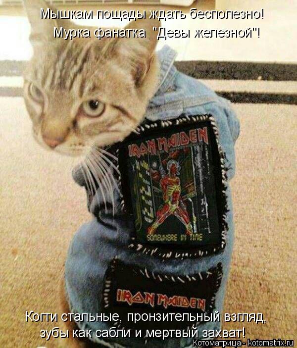 Когти стальные, пронзительный взгляд, зубы как сабли и мертвый захват! Мышкам пощады ждать бесполезно... Котоматрица: Когти стальные, пронзительный взгляд, зубы как сабли и мертвый захват! Мышкам пощады ждать бесполезно! Мурка фанатка "Девы железной"!