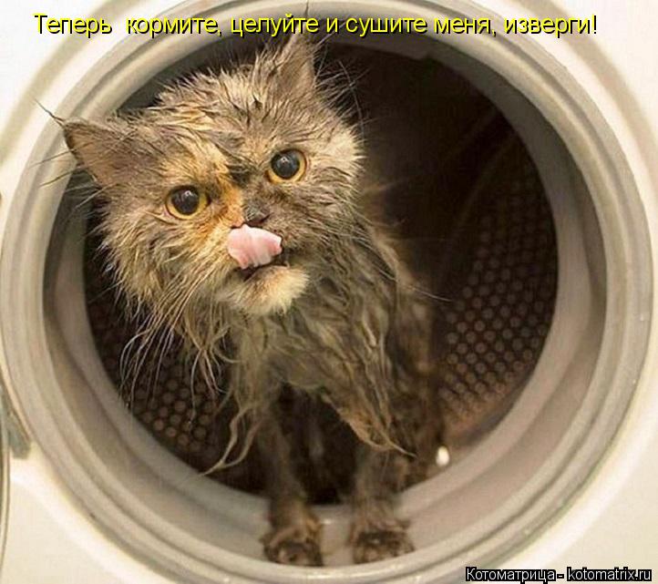 Теперь кормите, целуйте и сушите меня, изверги!... Котоматрица: Теперь кормите, целуйте и сушите меня, изверги!