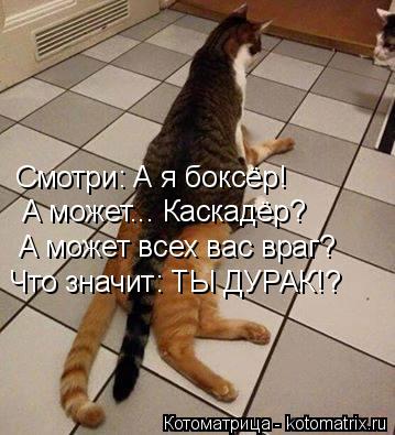 Смотри: А я боксёр! А может... Каскадёр? А может всех вас враг? Что значит: ТЫ ДУРАК!?... Котоматрица: Смотри: А я боксёр! А может... Каскадёр? А может всех вас враг? Что значит: ТЫ ДУРАК!?