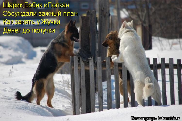 Шарик,Бобик иПолкан Обсуждали важный план Как занять у Жучки Денег до получки... Котоматрица: Шарик,Бобик иПолкан Обсуждали важный план Как занять у Жучки Денег до получки