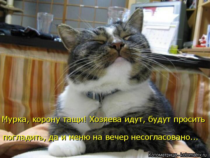 Котоматрица: погладить, да и меню на вечер несогласовано... Мурка, корону тащи! Хозяева идут, будут просить