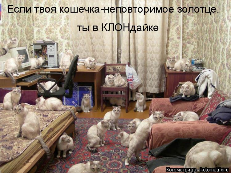 Если твоя кошечка-неповторимое золотце, ты в КЛОНдайке... Котоматрица: Если твоя кошечка-неповторимое золотце, ты в КЛОНдайке