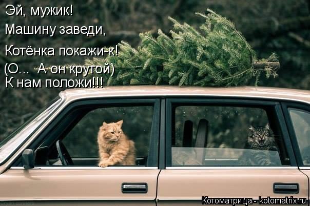 Эй, мужик! Машину заведи, Котёнка покажи-к! (О... А он крутой) К нам положи!!!... Котоматрица: Эй, мужик! Машину заведи, Котёнка покажи-к! (О... А он крутой) К нам положи!!!