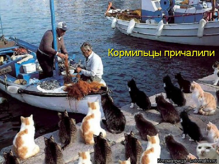 Кормильцы причалили... Котоматрица: Кормильцы причалили