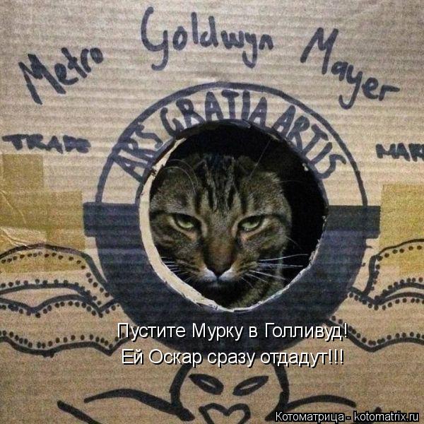 Пустите Мурку в Голливуд! Ей Оскар сразу отдадут!!!... Котоматрица: Пустите Мурку в Голливуд! Ей Оскар сразу отдадут!!!