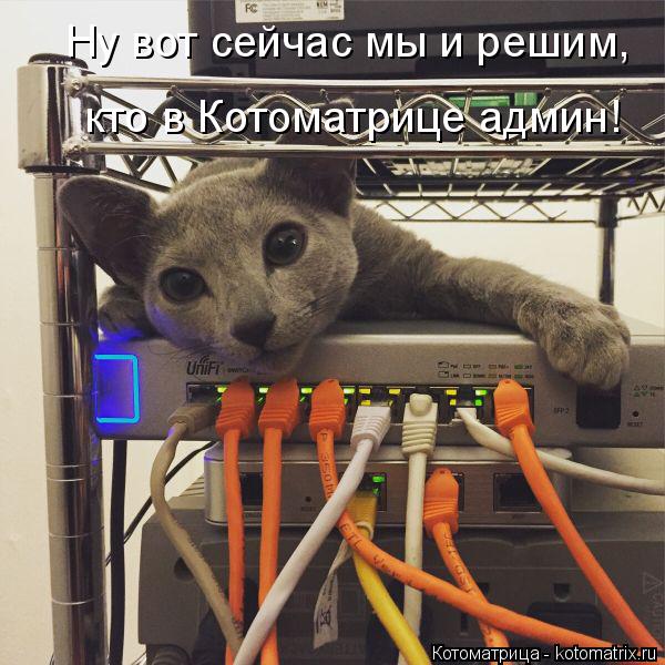 Ну вот сейчас мы и решим, кто в Котоматрице админ!... Котоматрица: Ну вот сейчас мы и решим, кто в Котоматрице админ!